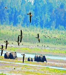 Kaziranga National Park with Cherrapunji 