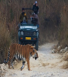 Wildlife Uttrakhand