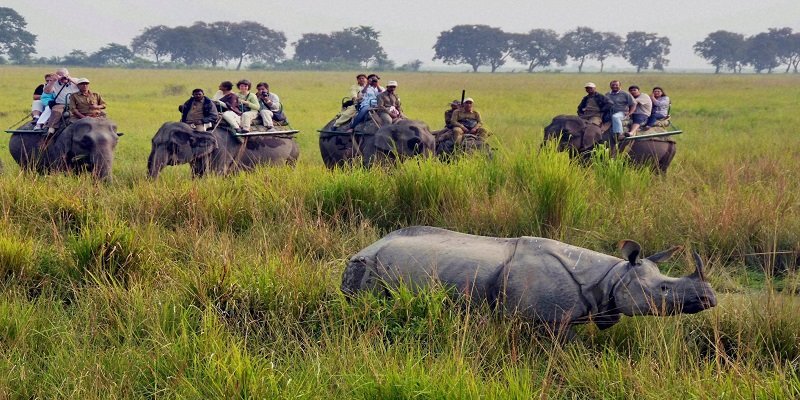 Assam Wildlife 